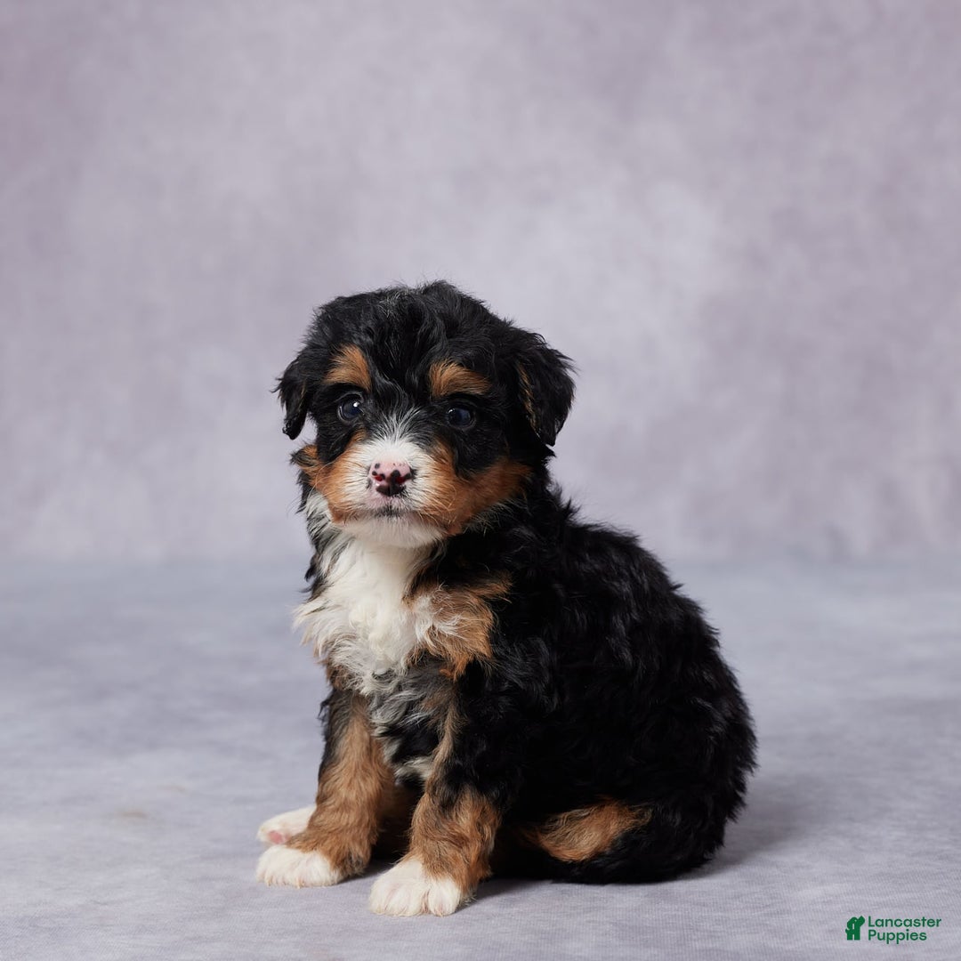 Mini Bernedoodle dogs for sale: Arnie - Image 2