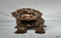Havapoo dogs for sale: Havapoo 5 puppies - Image 11