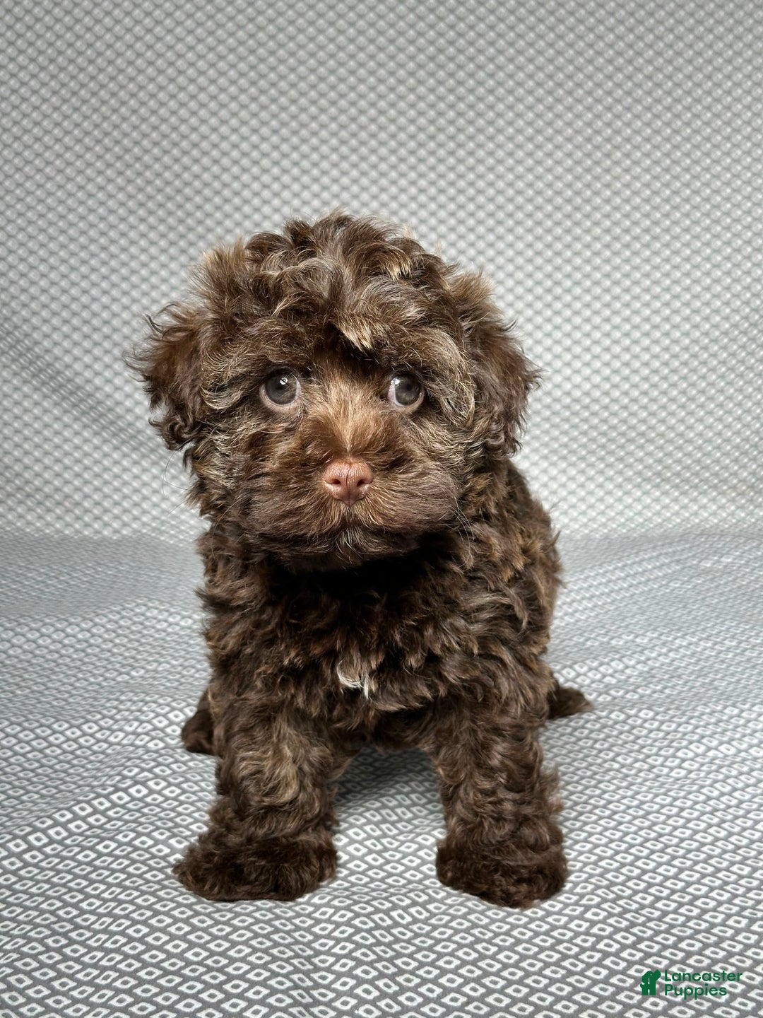 Havapoo dogs for sale: Havapoo 5 puppies - Image 11