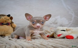Chihuahua dogs for sale: Tillie - Image 8