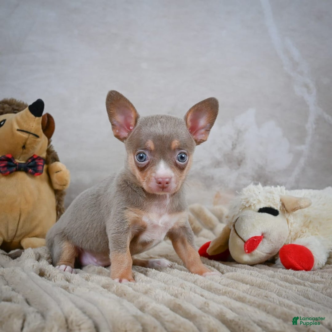 Chihuahua dogs for sale: Tillie - Image 8