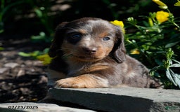 Miniature Dachshund dogs for sale: Mandi - Image 1