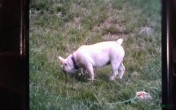 French Bulldog dogs for sale: Casey - Image 3