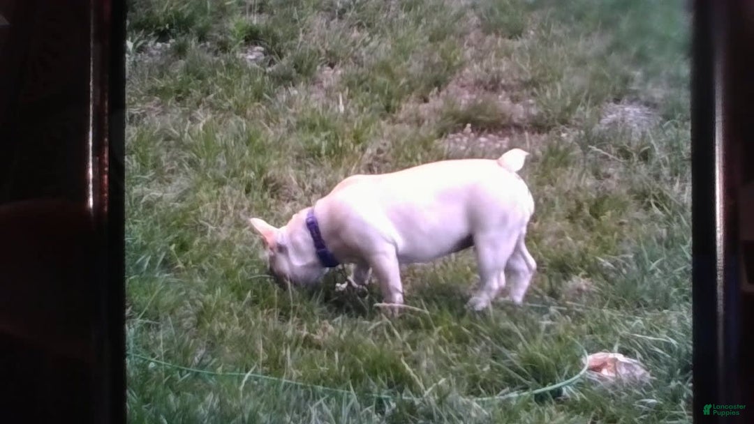 French Bulldog dogs for sale: Casey - Image 3