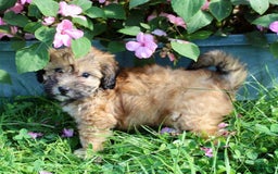 Shihpoo dogs for sale: Lila - Image 5