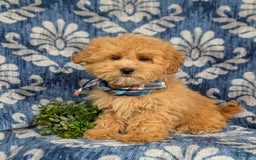 Maltipoo dogs for sale: Whelan - Image 8