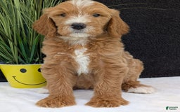 Goldendoodle dogs for sale: Parker - Image 14