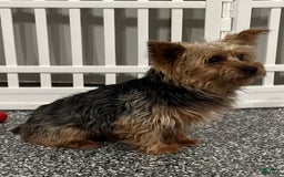 Yochon dogs for sale: Zoey - Image 9