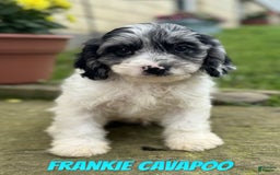 Cavapoo dogs for sale: Frankie - Image 1
