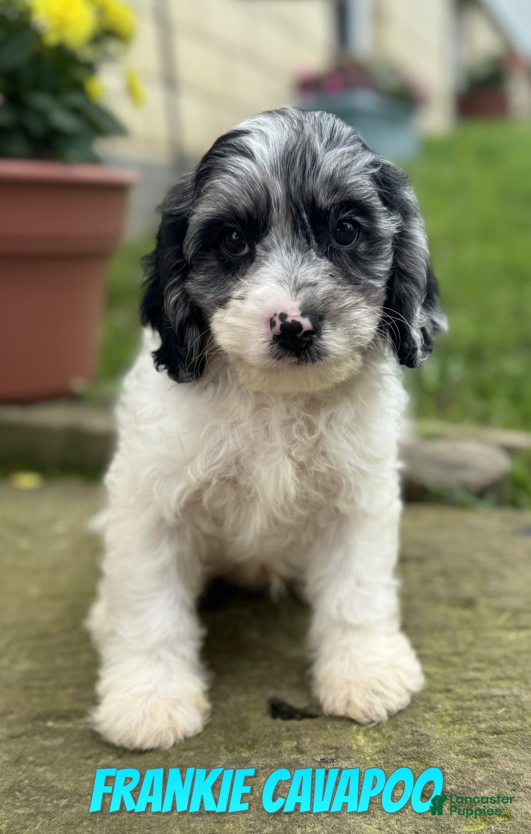 Cavapoo dogs for sale: Frankie - Image 1