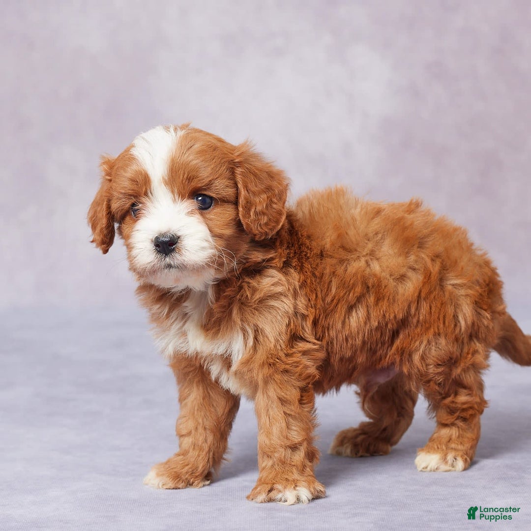 Cavapoo dogs for sale: Hugh - Image 10