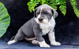 Great Dane dogs for sale: Missy - Image 25