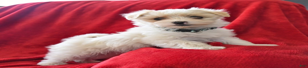 Dixie