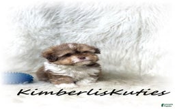Maltipoo dogs for sale: Little Miles - Image 1