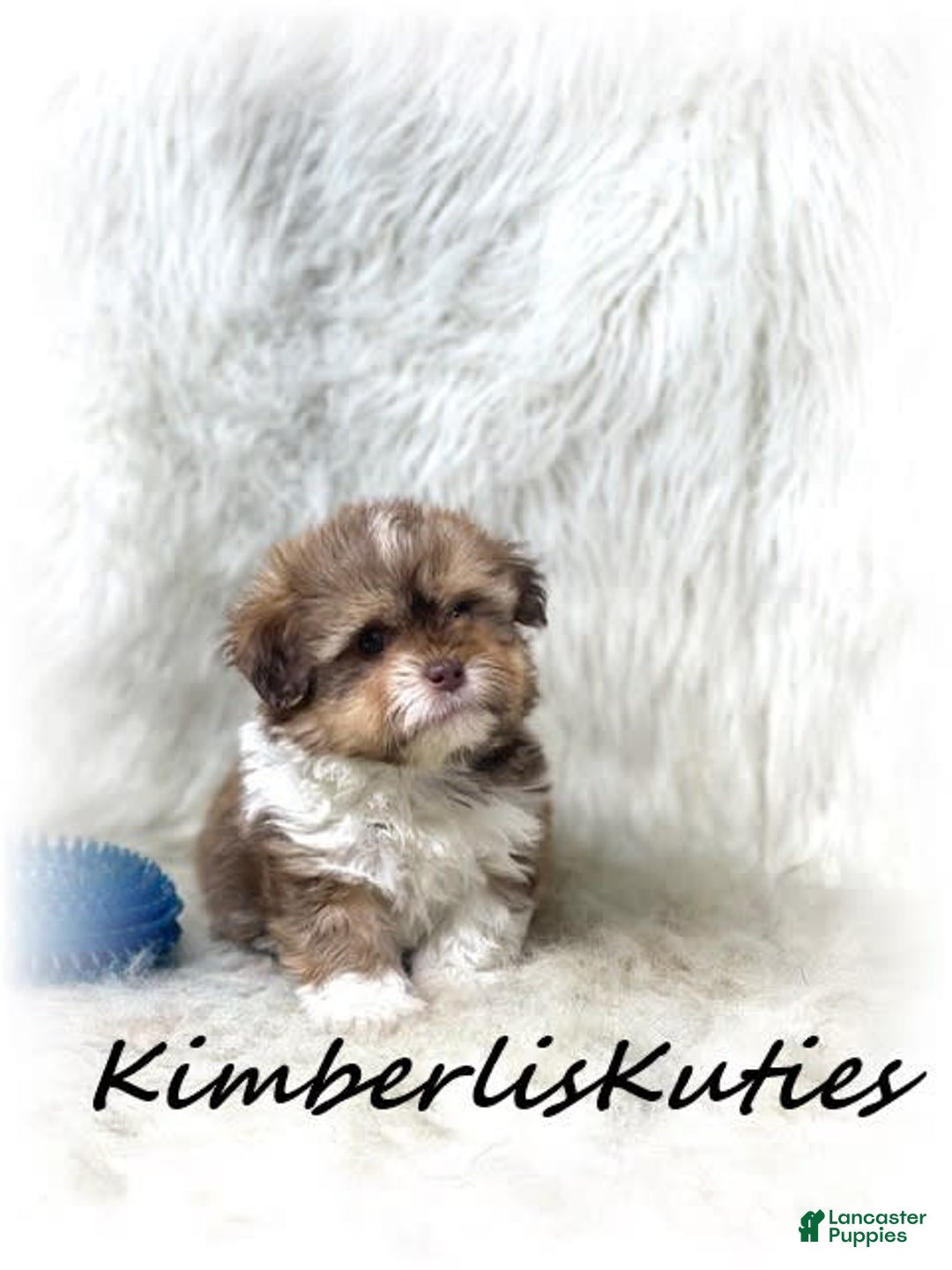 Maltipoo dogs for sale: Little Miles - Image 1