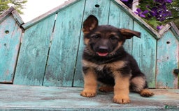 German Shepherd dogs for sale: Bailey - Image 5