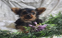 Yorkshire Terrier dogs for sale: Poppy - Image 2