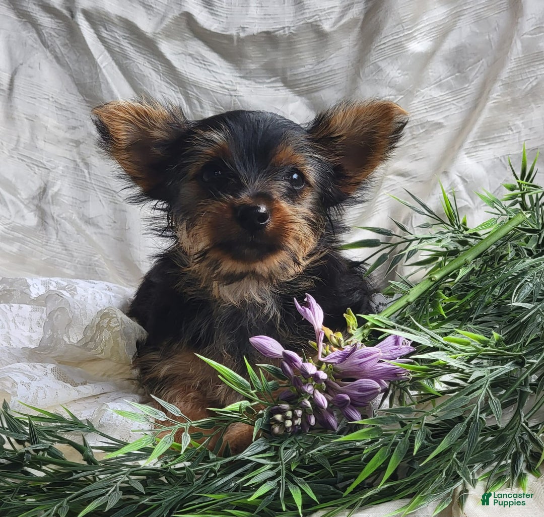 Yorkshire Terrier dogs for sale: Poppy - Image 2