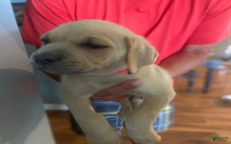 Cane Corso dogs for sale: Hot Pink Collar - Image 1