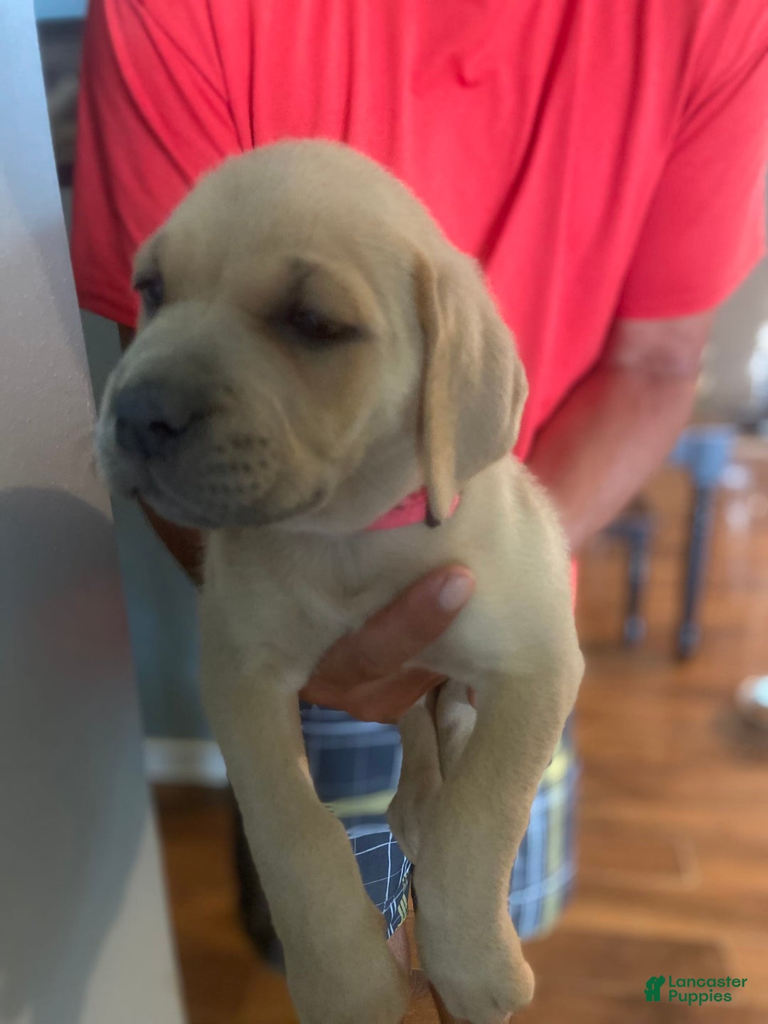 Cane Corso dogs for sale: Hot Pink Collar - Image 1