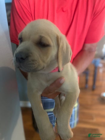 Cane Corso dogs for sale - Ad 2