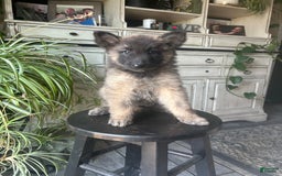 Belgian Tervuren dogs for sale: Nikita - Image 3