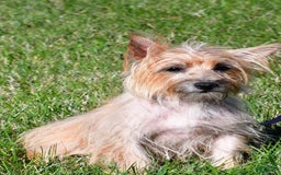 Cairn Terrier dogs for sale: Cuddles - Image 7