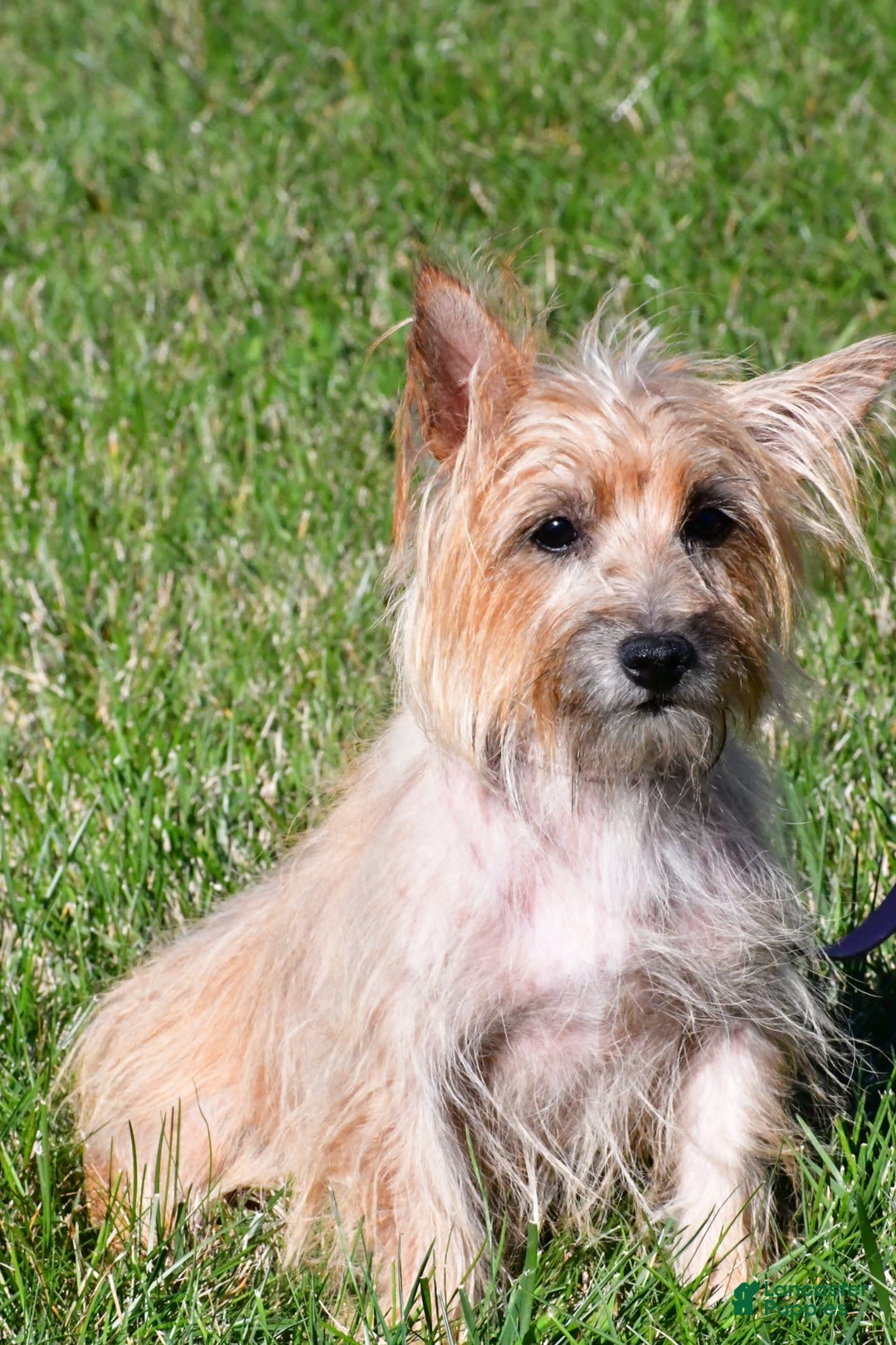 Cairn Terrier dogs for sale: Cuddles - Image 7
