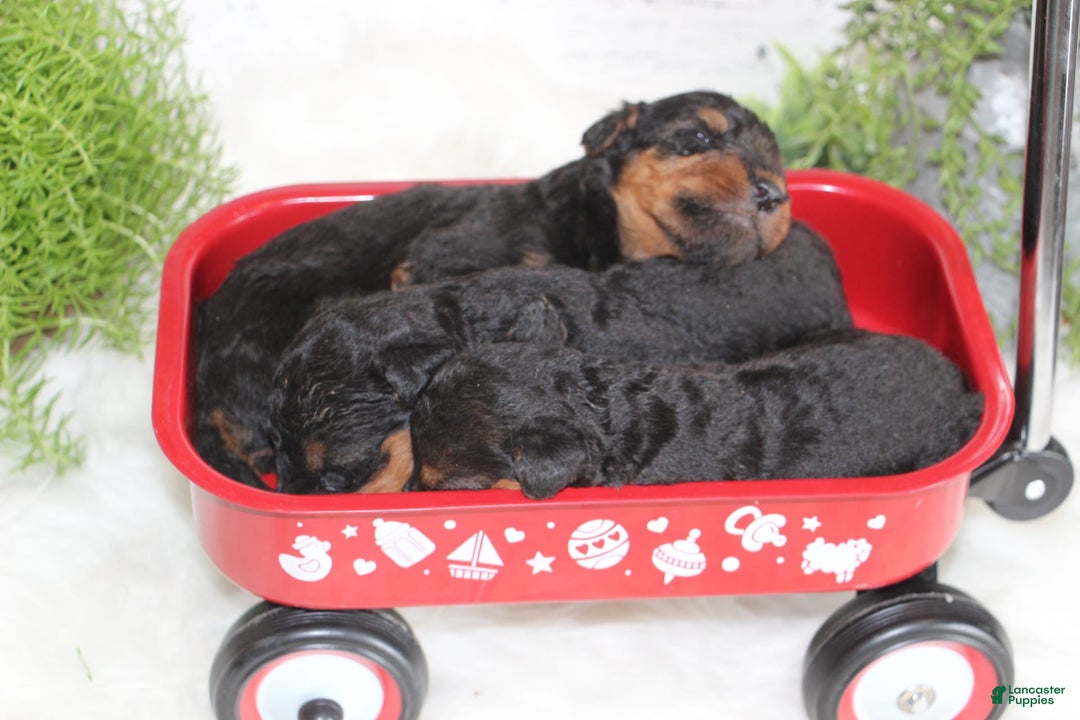 Airedale Terrier dogs for sale: Anchor - Image 3