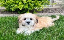 Lhasa Apso dogs for sale: Simba - Image 3