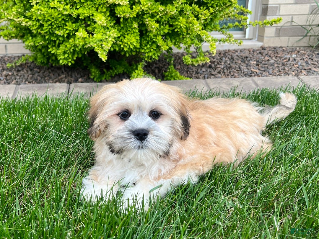 Lhasa Apso dogs for sale: Simba - Image 3
