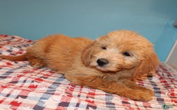  dogs for sale: Mini Goldendoodle 5 puppies - Image 10