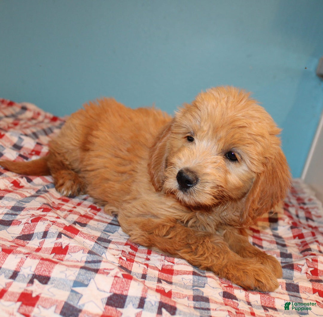  dogs for sale: Mini Goldendoodle 5 puppies - Image 10