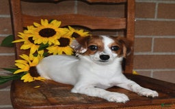 Havanese dogs for sale: Bessy - Image 13