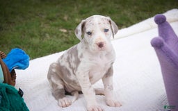Great Dane dogs for sale: Jovie - Image 28