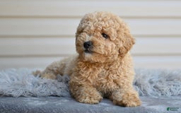 Toy Poodle dogs for sale: Honey - Image 5