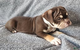 English Bulldog dogs for sale: Caroline - Image 4