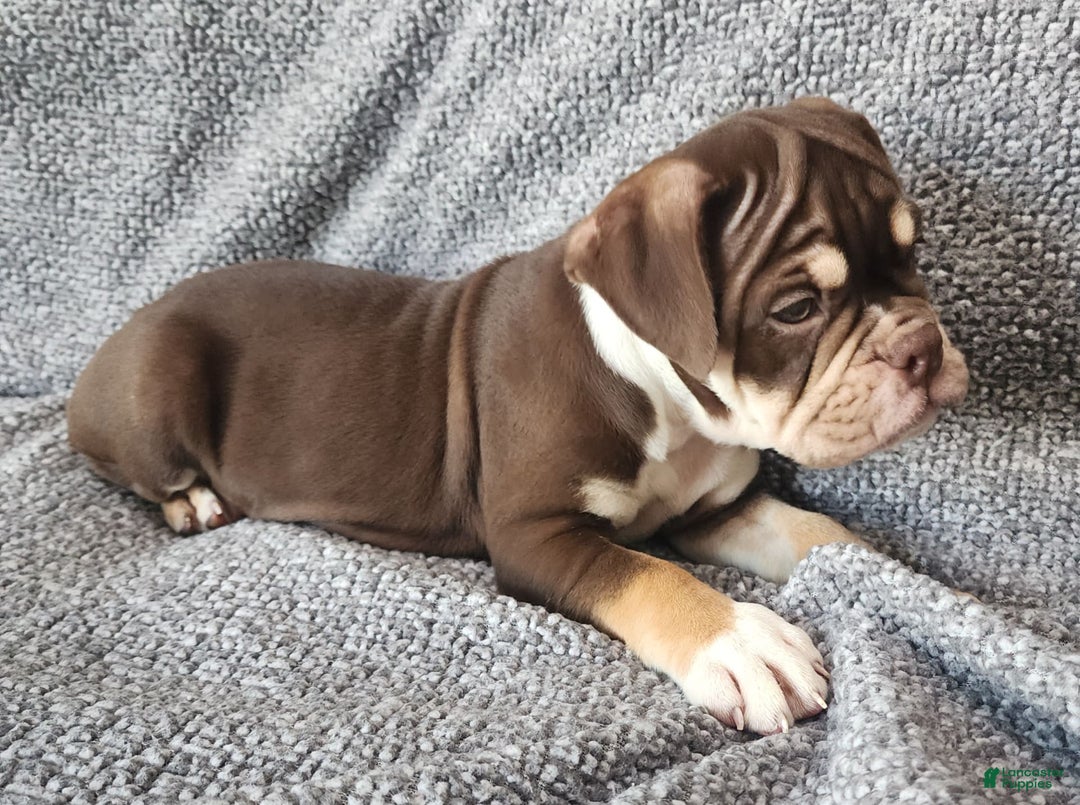 English Bulldog dogs for sale: Caroline - Image 4