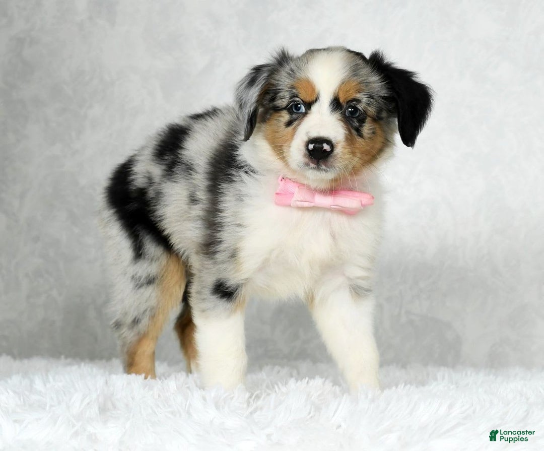 Miniature Australian Shepherd dogs for sale: Chloe - Image 1