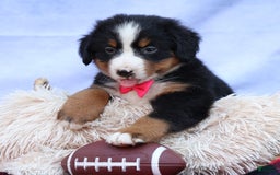 Bernese Mountain Dog dogs for sale: Sweetheart - Image 17