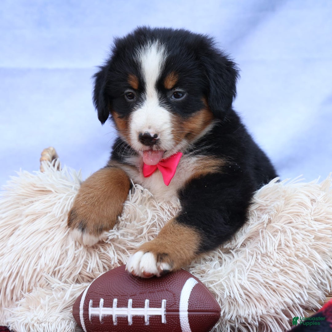 Bernese Mountain Dog dogs for sale: Sweetheart - Image 17