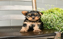 Yorkshire Terrier dogs for sale: Yorkshire Terrier 5 puppies - Image 4
