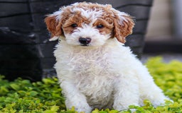 Standard Poodle dogs for sale: Reagan - Image 10