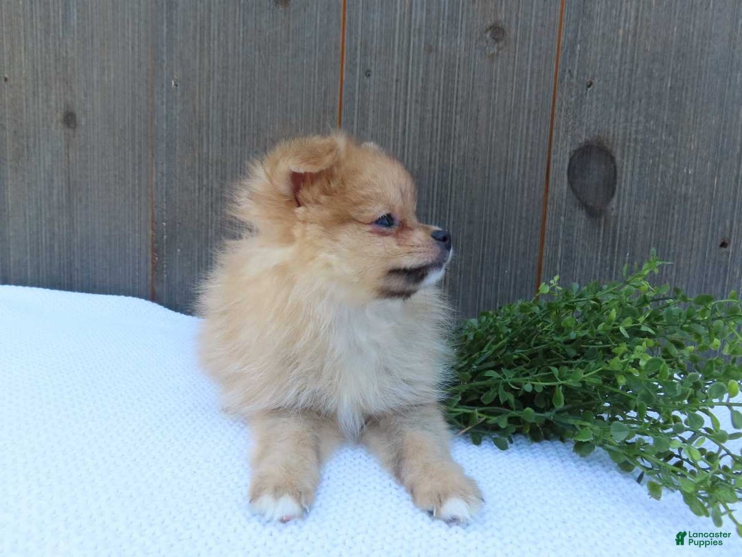 Pomeranian dogs for sale: Sandy - Image 12