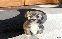 Lhasa Apso dogs for sale: Lola - Image 7