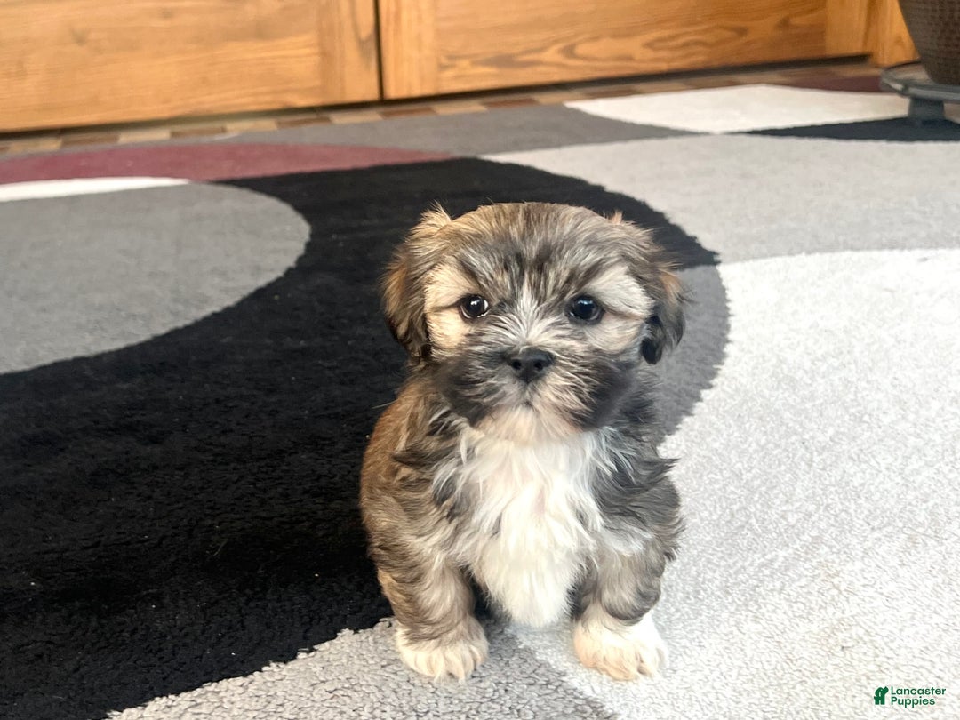Lhasa Apso dogs for sale: Lola - Image 7