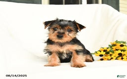 Yorkshire Terrier dogs for sale: Windy - Image 5