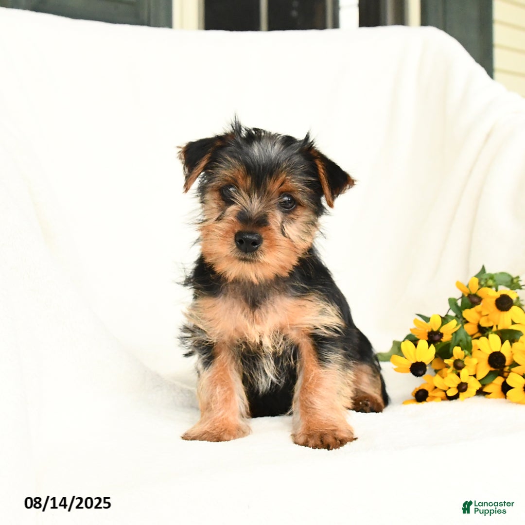 Yorkshire Terrier dogs for sale: Windy - Image 5