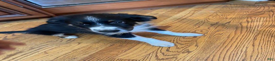 Rufus