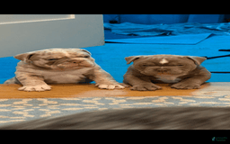 American Bully dogs for sale: Exotic Bullies - Image 1